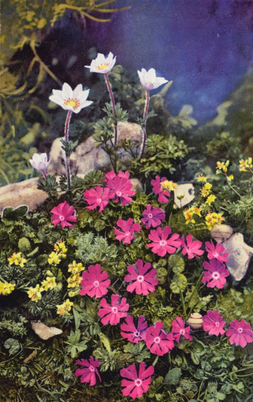 Alpenbloemen: Draba Aizoides met Primula Minima (midden) en Anemone Baldensis (achter) door English Photographer