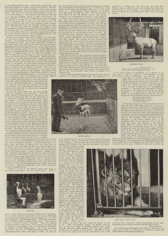 Een amateurfotograaf in de dierentuin door English Photographer