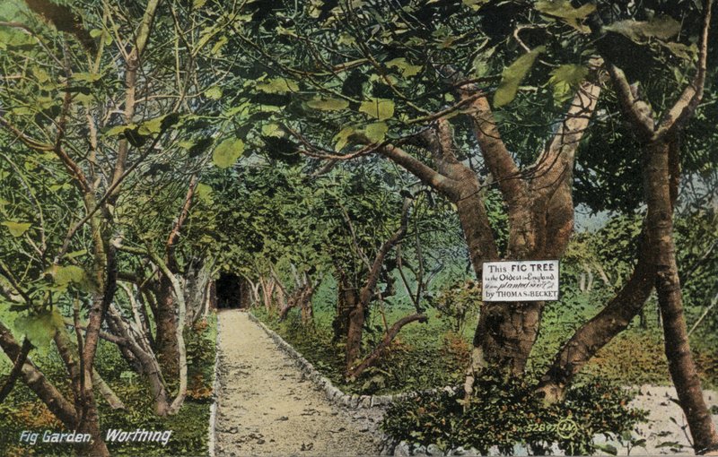 Oude vijgentuinen in Tarring, Worthing, Sussex, beweren de oudste vijgenboom in Engeland te hebben, geplant door Thomas Becket (foto) door English Photographer