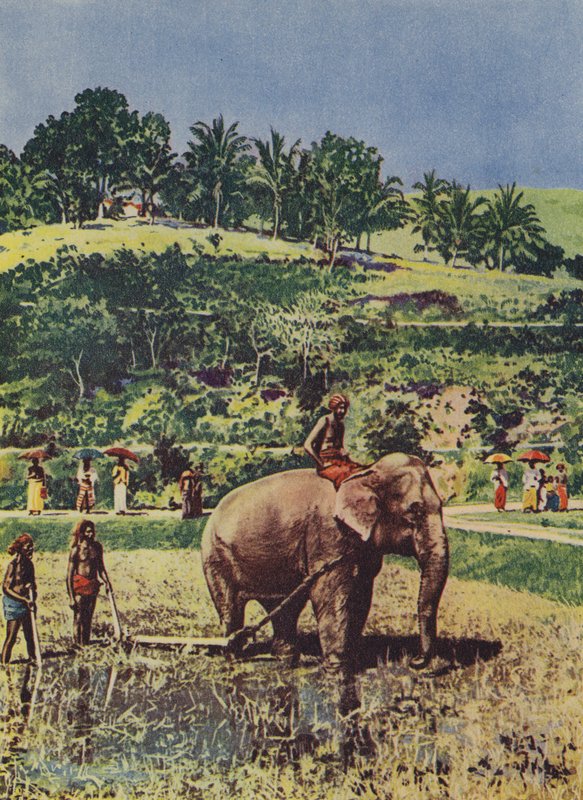 Olifant helpt de rijstvelden ploegen in India door English Photographer