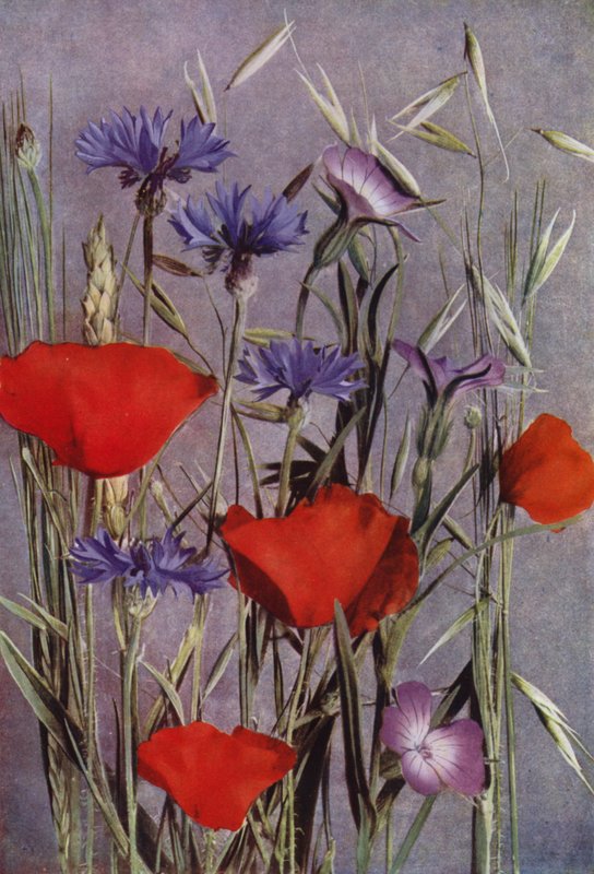 Bloemen van het Korenveld door English Photographer