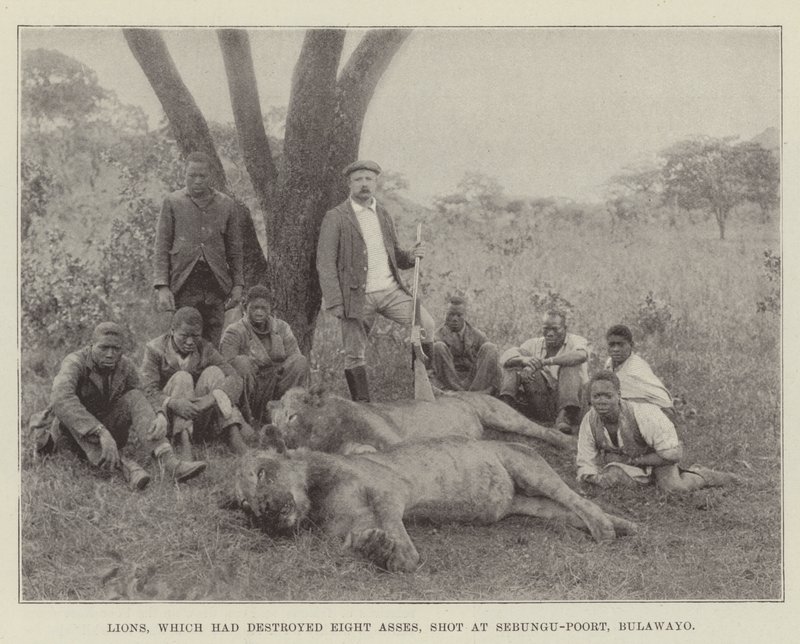 Leeuwen, die acht ezels hadden vernietigd, neergeschoten bij Sebungu-Poort, Bulawayo door English Photographer