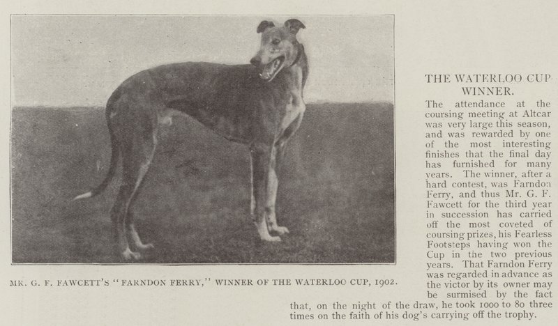 De heer G F Fawcetts Farndon Ferry, winnaar van de Waterloo Cup, 1902 door English Photographer