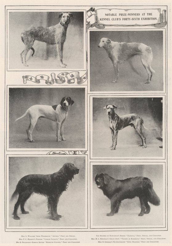 Opmerkelijke prijswinnaars op de zesenveertigste tentoonstelling van de Kennel Club door English Photographer
