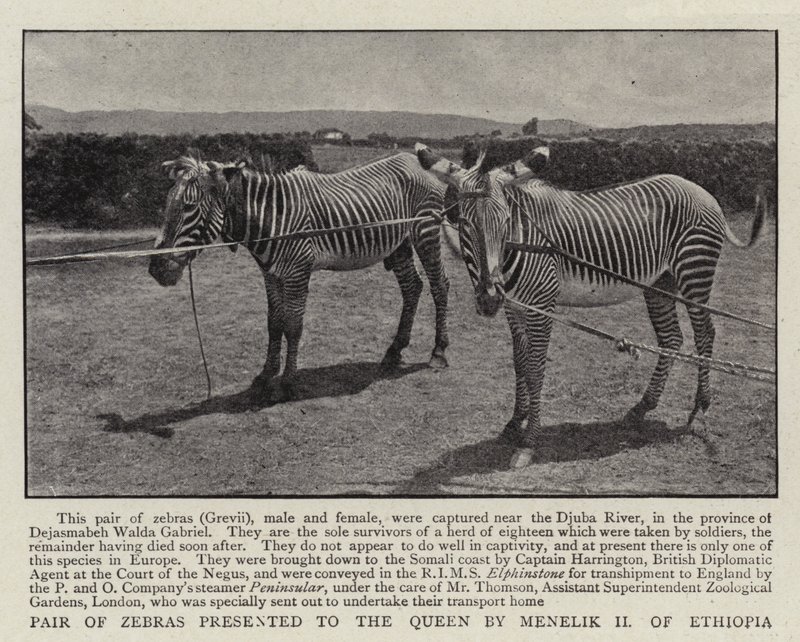 Paar zebra