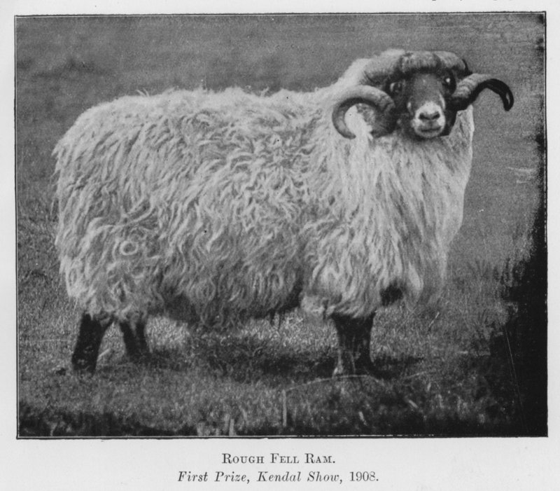 Rough Fell ram, eerste prijs, Kendal Show door English Photographer