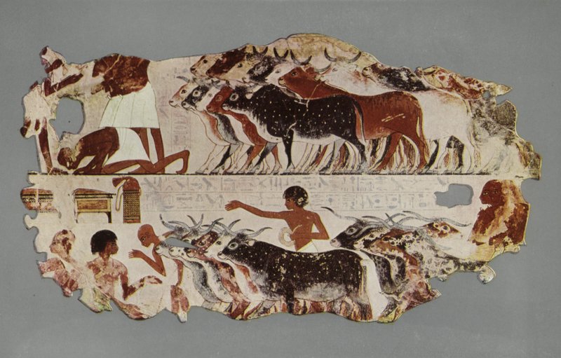 Scène die het drijven van een grote kudde vee voor inventarisatiedoeleinden op een Egyptische boerderij voorstelt door English Photographer