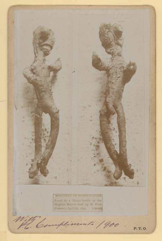 Specimen van Mierikswortel door English Photographer