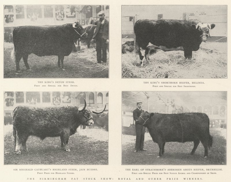 De Birmingham Fat Stock Show, koninklijke en andere prijswinnaars door English Photographer