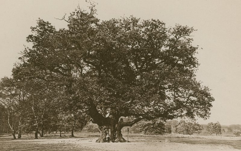 De Major Oak, Sherwood Forest door English Photographer