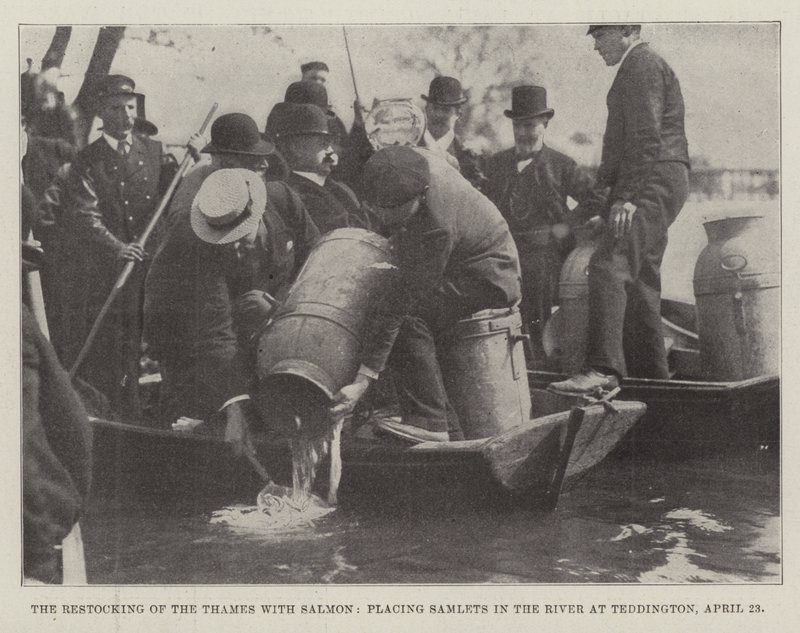 Het herbevolken van de Theems met zalm, het plaatsen van zalmpjes in de rivier bij Teddington, 23 april door English Photographer