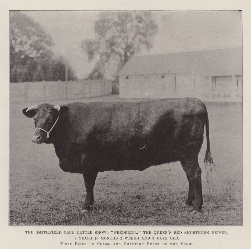 De Smithfield Club Vee Show, Frederica, de rode shorthorn vaars van de koningin, 2 jaar 10 maanden 2 weken en 3 dagen oud door English Photographer