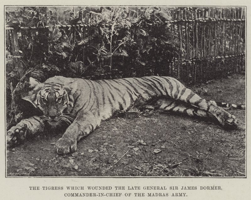 De tijgerin die de overleden generaal Sir James Dormer, opperbevelhebber van het Madras-leger, verwondde door English Photographer