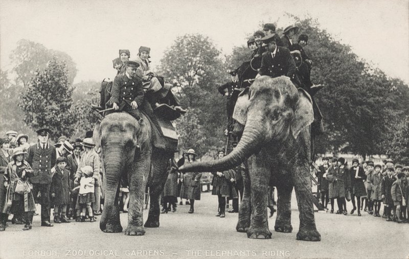 De olifanten van de dierentuin van Londen in Regent