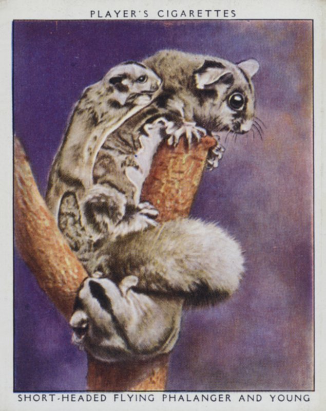 Dierentuin baby