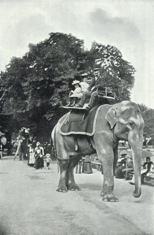 Dierentuin, kinderen rijden op de olifanten door English Photographer