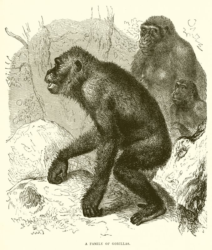 Een familie gorilla