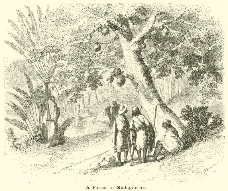 Een Bos in Madagaskar door English School