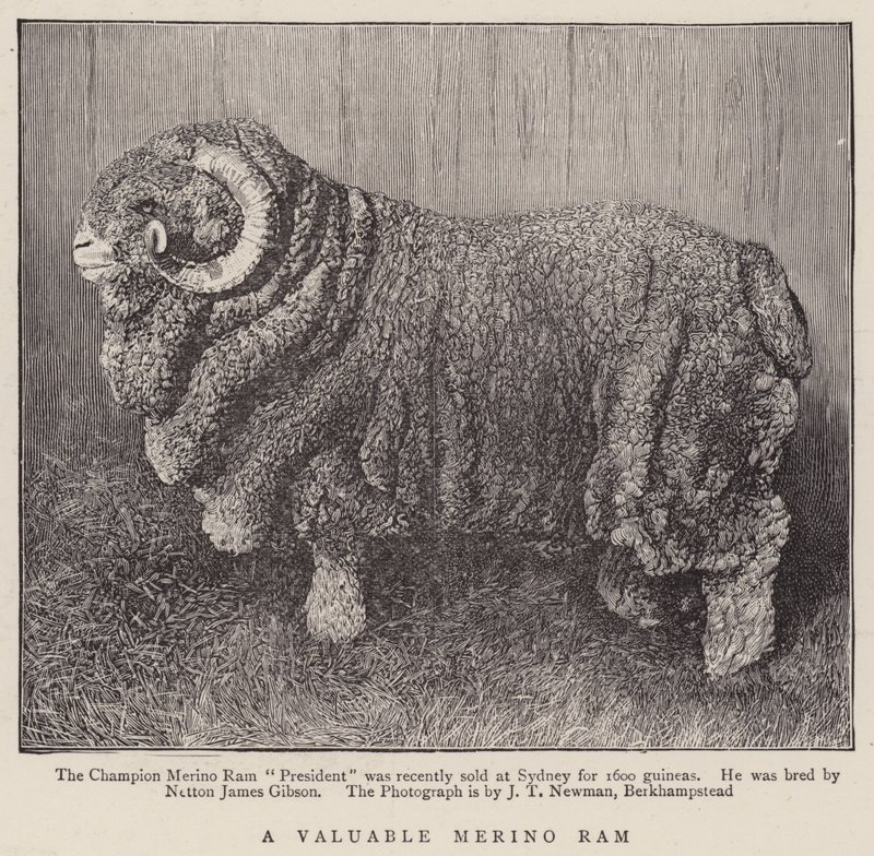 Een Waardevolle Merino Ram (gravure) door English School