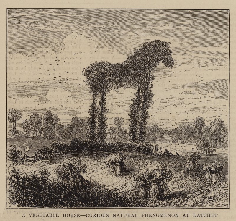 Een plantaardig paard, merkwaardig natuurverschijnsel in Datchet (gravure) door English School