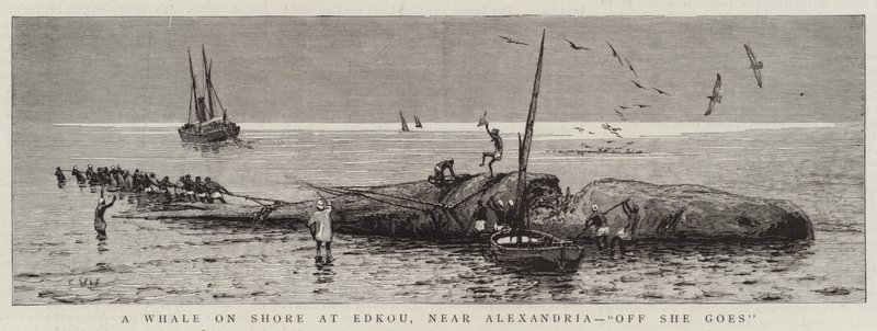 Een walvis aan land bij Edkou, nabij Alexandrië, "Daar gaat ze" door English School
