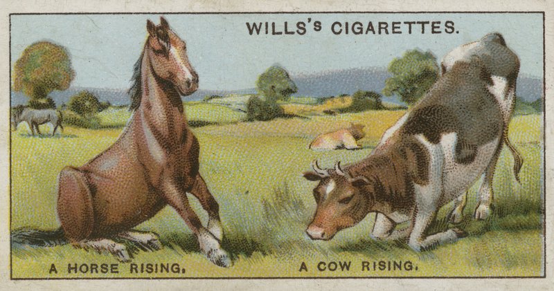 Een paard dat opstaat en een koe die opstaat door English School