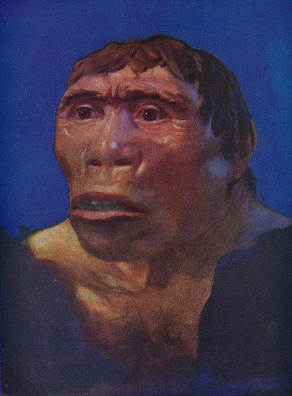 Een reconstructie van de Java Man door English School