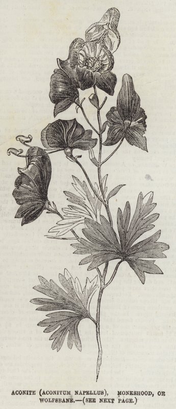 Aconiet (Aconitum Napellus), Monnikskap of Wolfswortel door English School