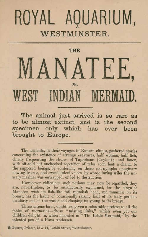 Advertentie voor de lamantijn door English School