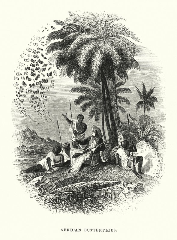 Afrikaanse Vlinders (gravure) door English School