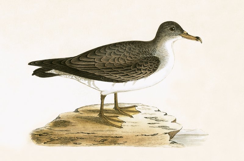 Algerijnse Grijze Pijlstormvogel, illustratie uit 