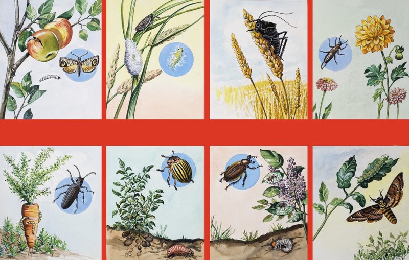 Allerlei Insectenplagen door English School