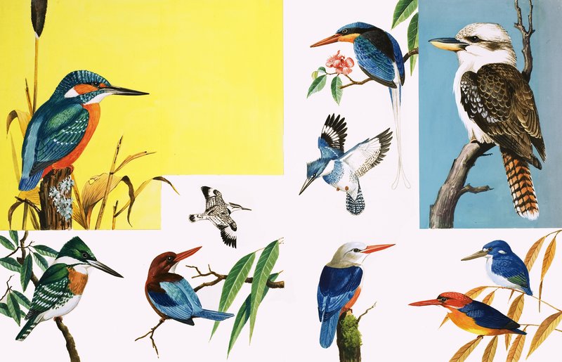 Allerlei soorten ijsvogels door English School
