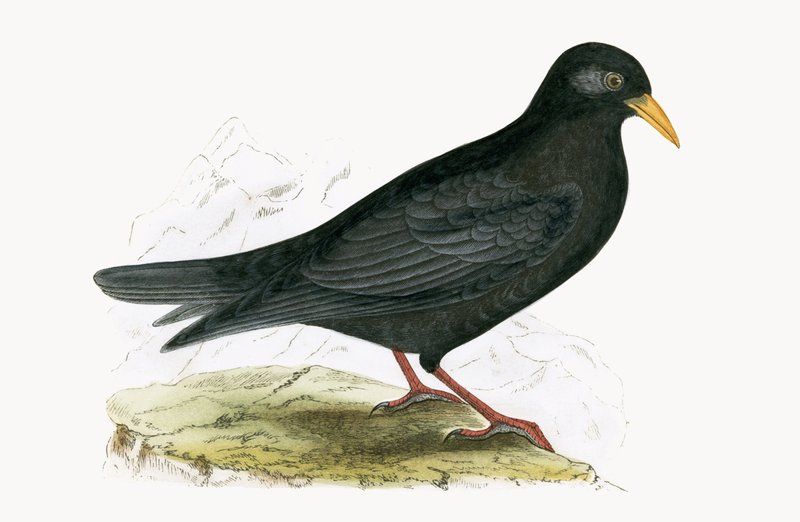 Alpenkauw, illustratie uit 