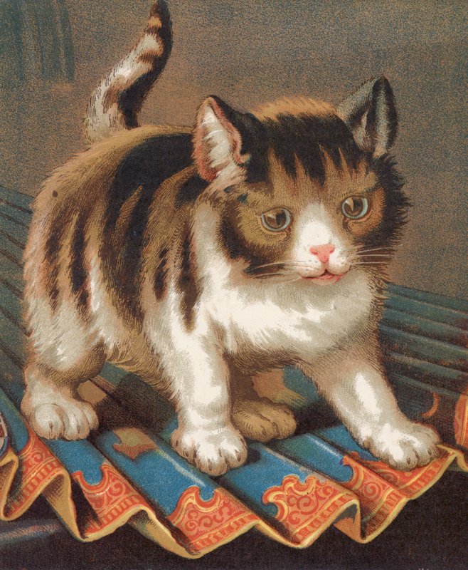 Een ambitieuze poes door English School