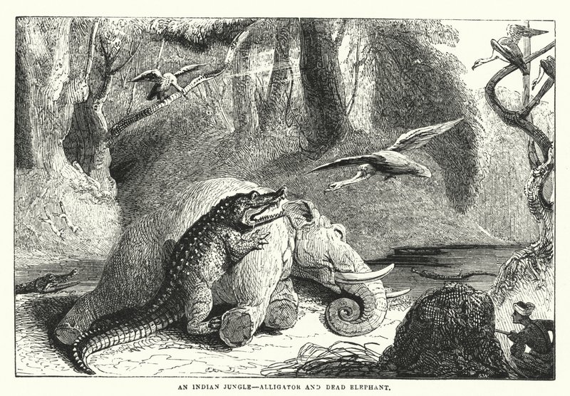 Een Indiase jungle, alligator en dode olifant (gravure) door English School