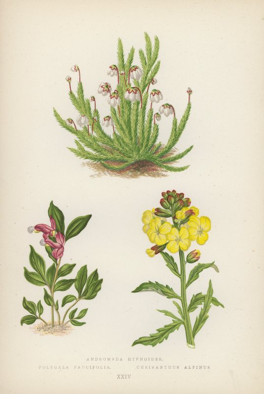 Andromeda Hypnoides; Polygala Paucifolia; Cheiranthus Alpinus door English School