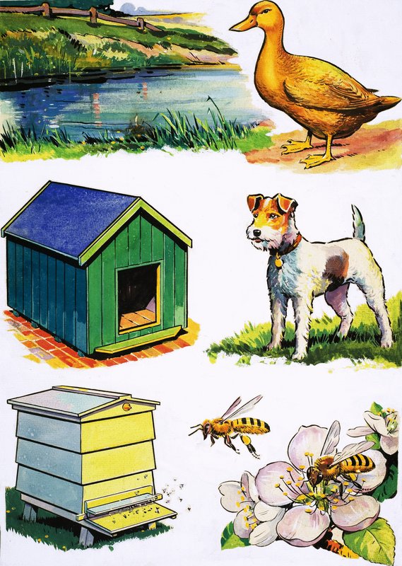 Dieren en hun huizen door English School