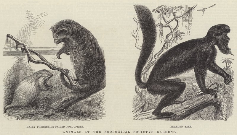 Dieren in de Tuinen van de Zoological Society (gravure) door English School