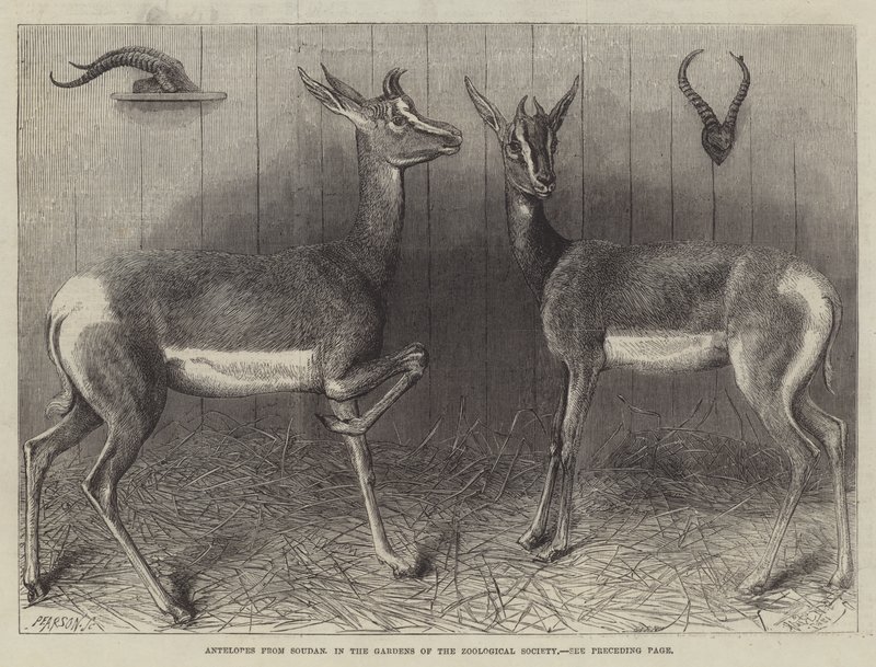 Antilopen uit Soedan, in de tuinen van de Zoological Society (gravure) door English School