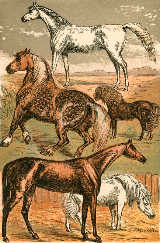Arabisch Paard, Trekpaard, Renpaard, Shetland Pony en Pony door English School