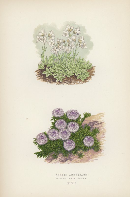Arabis Androsace; Globularia Nana door English School