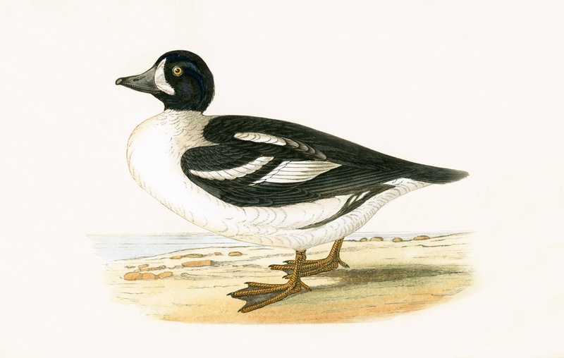Arctische Garrot, illustratie uit 