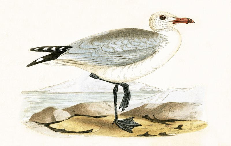 Audouins Meeuw, illustratie uit 