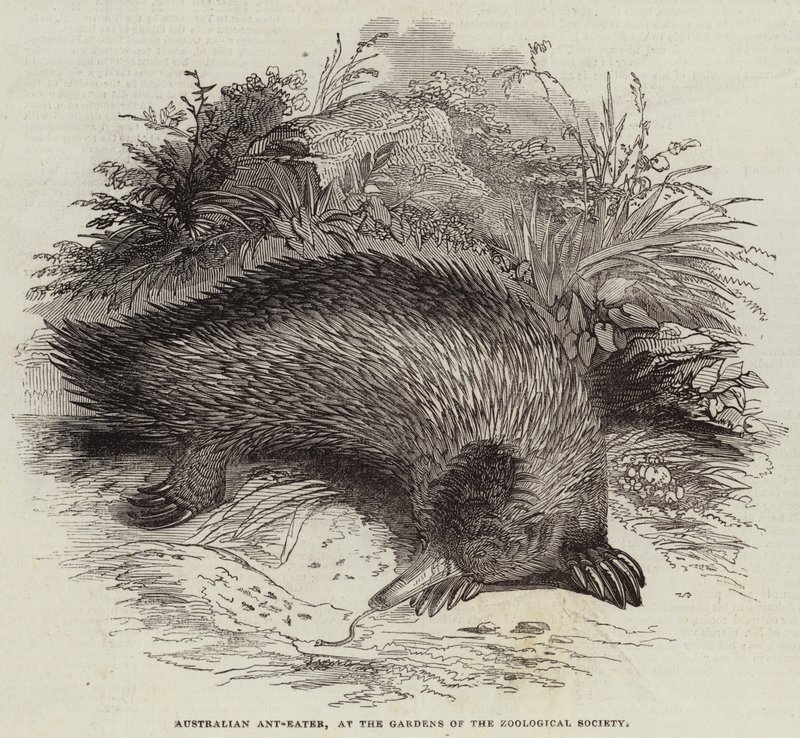 Australische Miereneter, in de Tuinen van de Zoological Society door English School