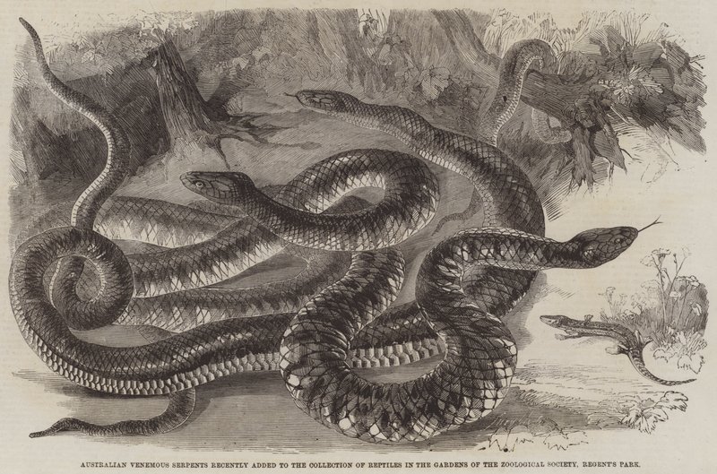 Australische giftige slangen onlangs toegevoegd aan de collectie reptielen in de tuinen van de Zoological Society, Regent