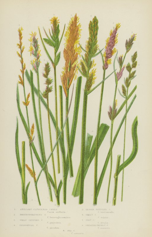 Okselgeclusterde Carex, Boenninghausen