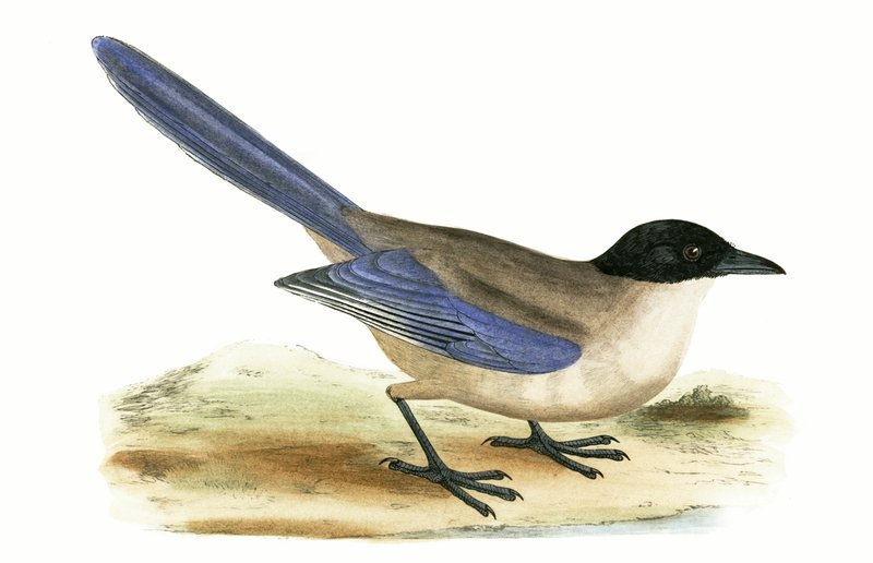 Azuurvleugelgaai, illustratie uit 