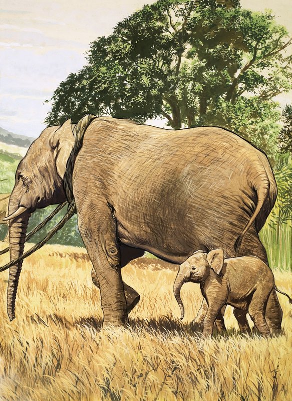 Baby olifant en moeder door English School