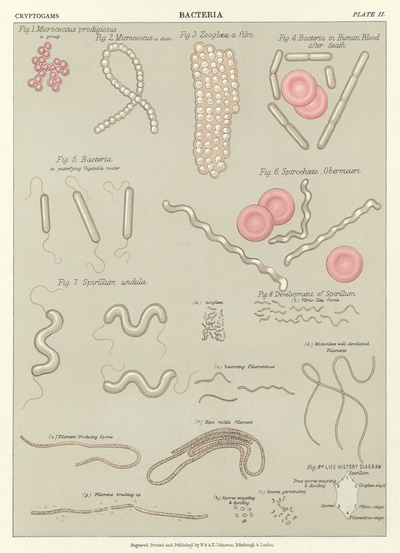 Bacteriën door English School